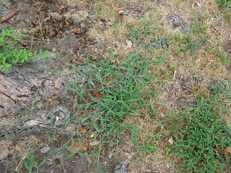 Emergency Care Programs New York Crabgrass Post Emergent